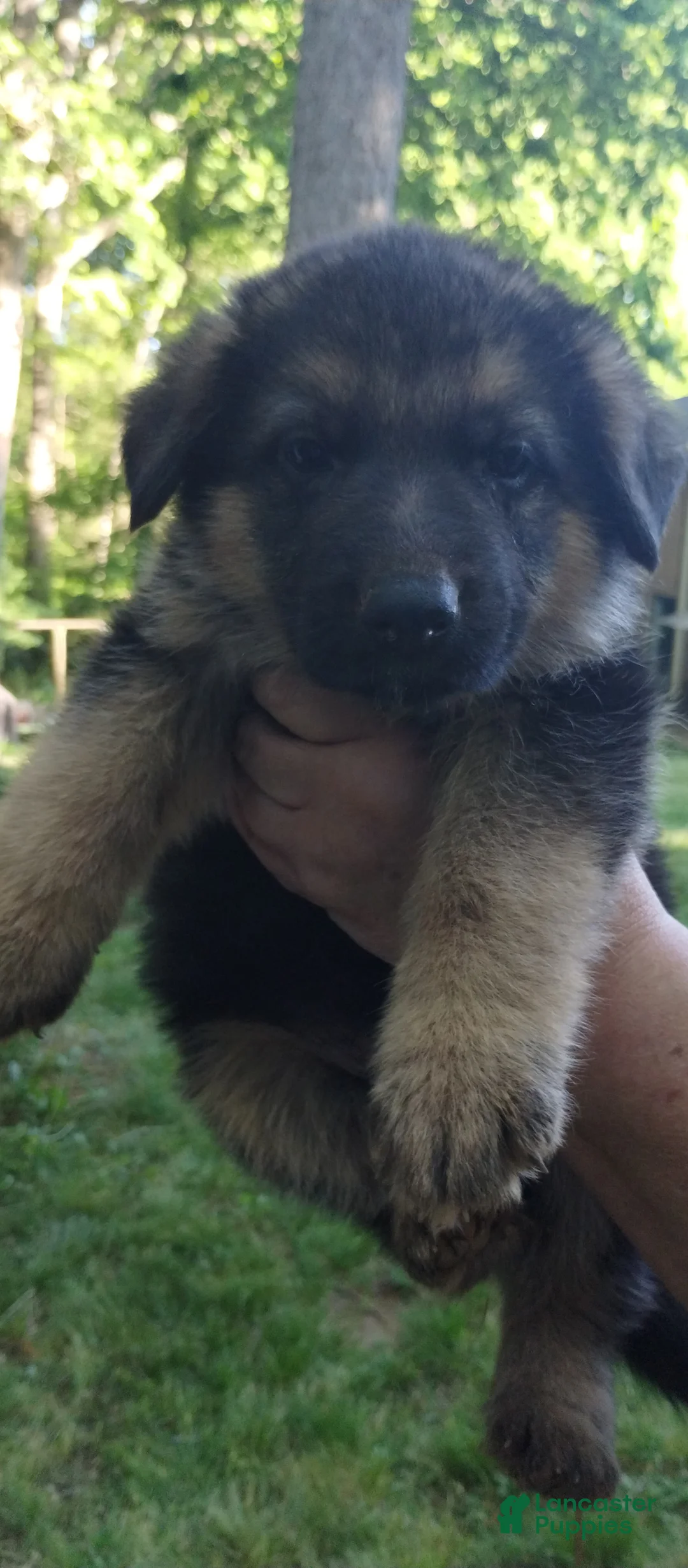 German Shepherd dogs for sale: German Shepherd Puppy 5 - Ad 1