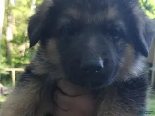 German Shepherd dogs for sale: German Shepherd Puppy 5 - Ad 2