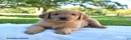 Golden Retriever dogs for sale: Archie - Ad 4