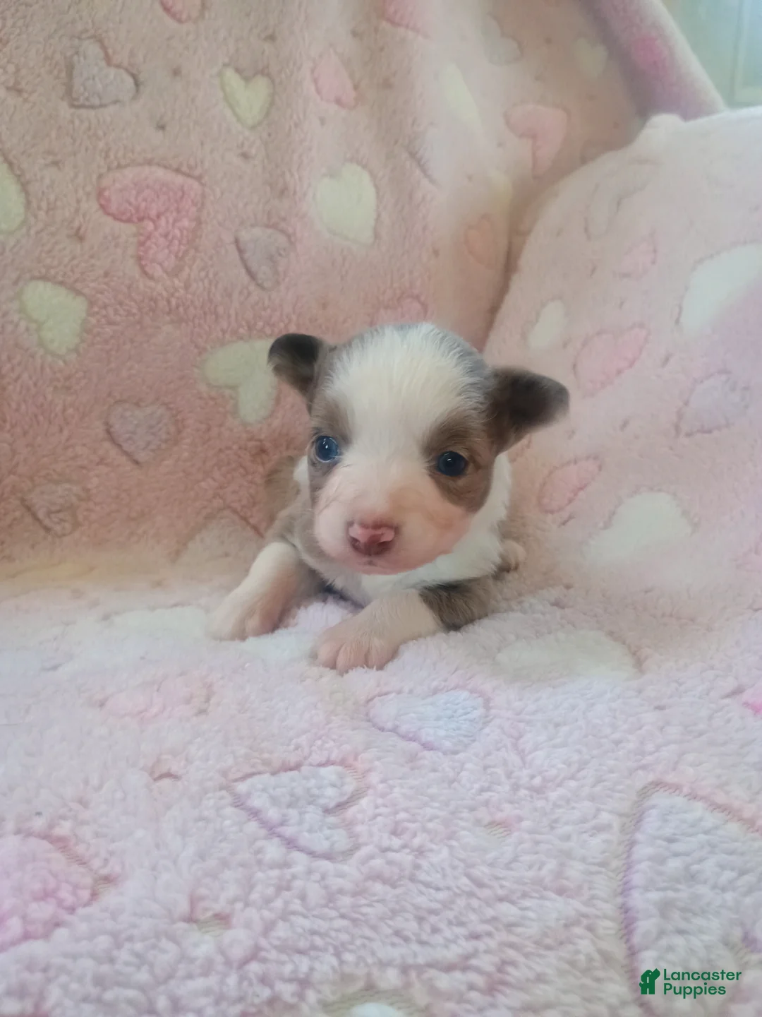 Toy Australian Shepherd dogs for sale: Toy Australian Shepherd Puppy 3 - Ad 2