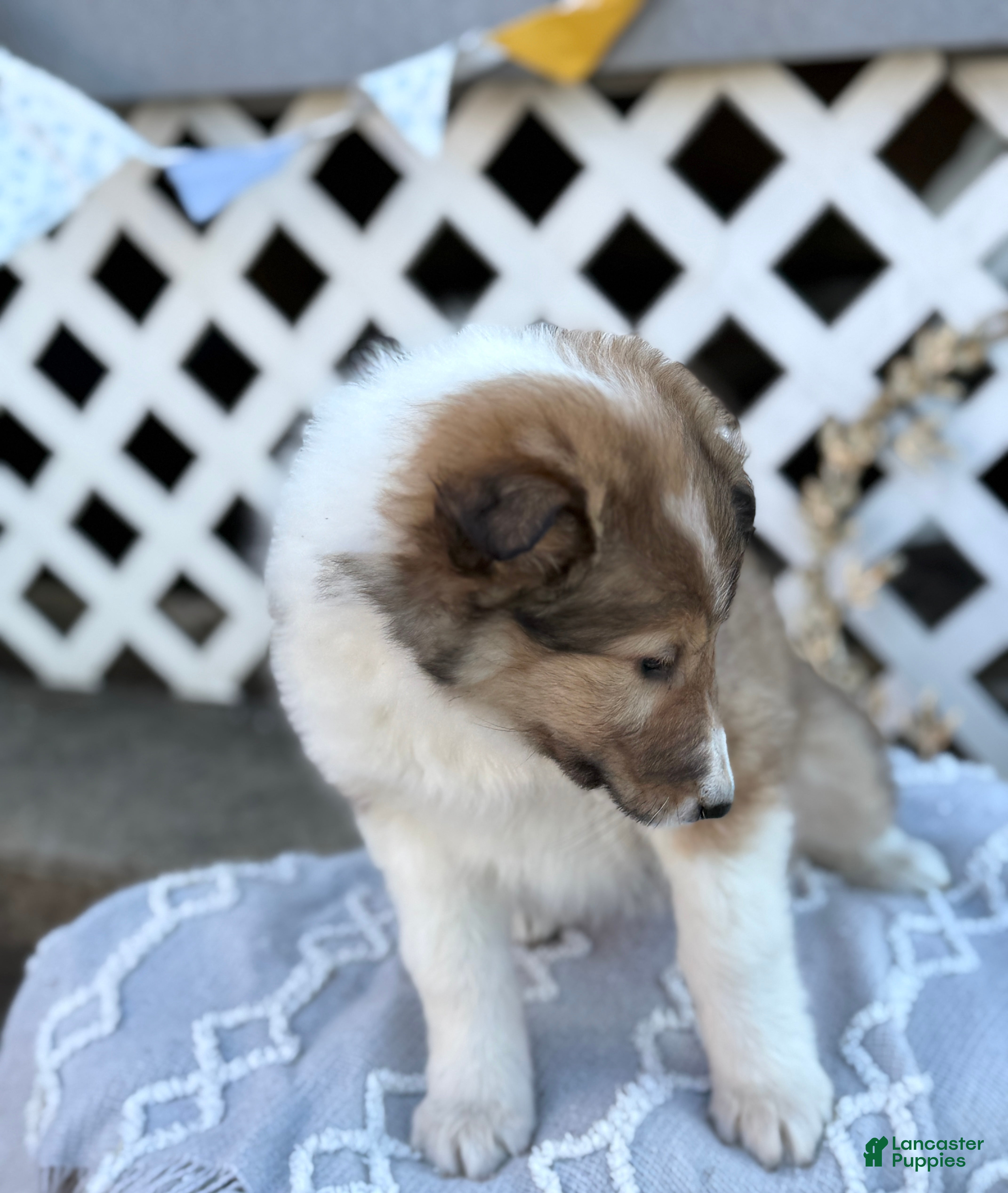 Collie dogs Raine - Ad 2