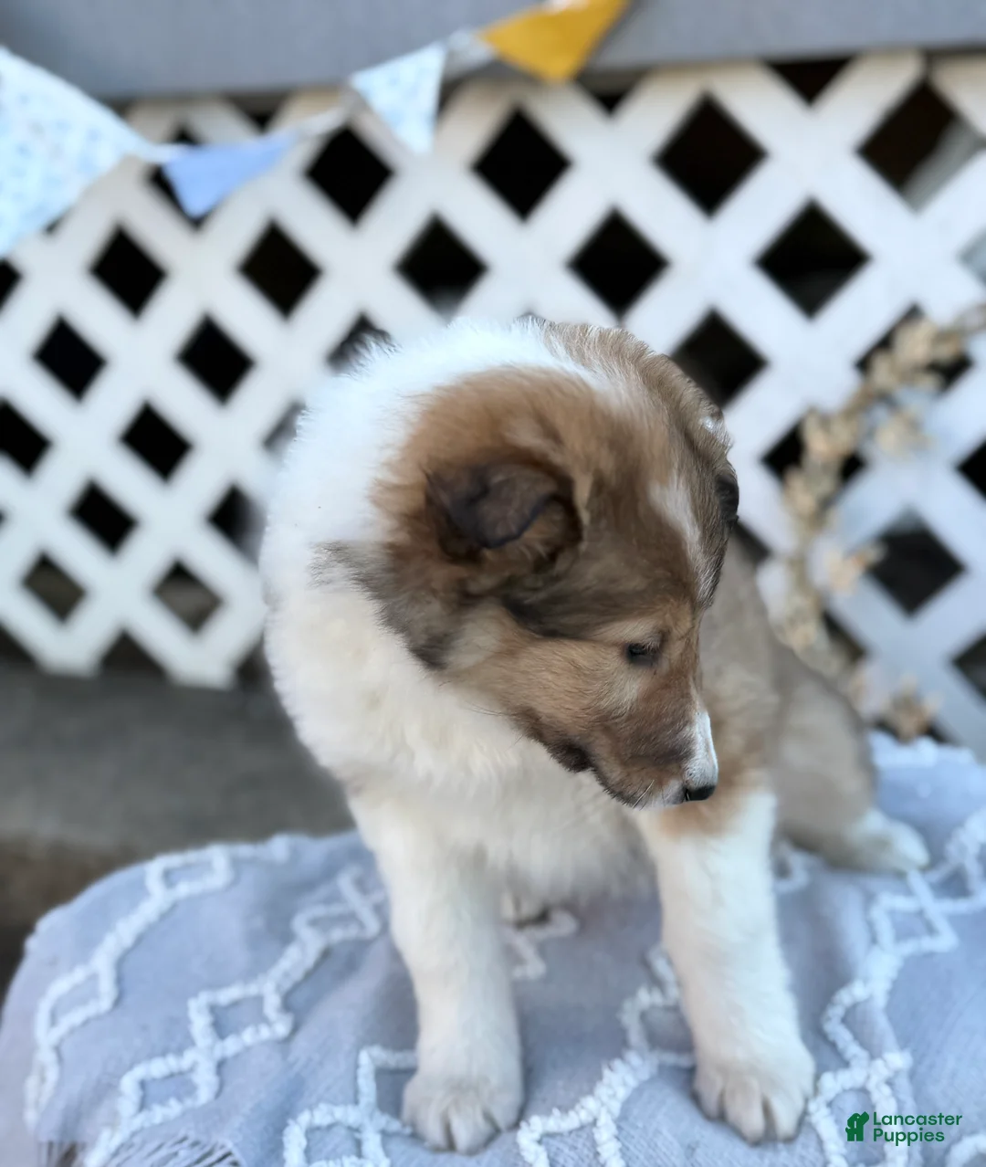 Collie dogs for sale: Raine - Ad 2