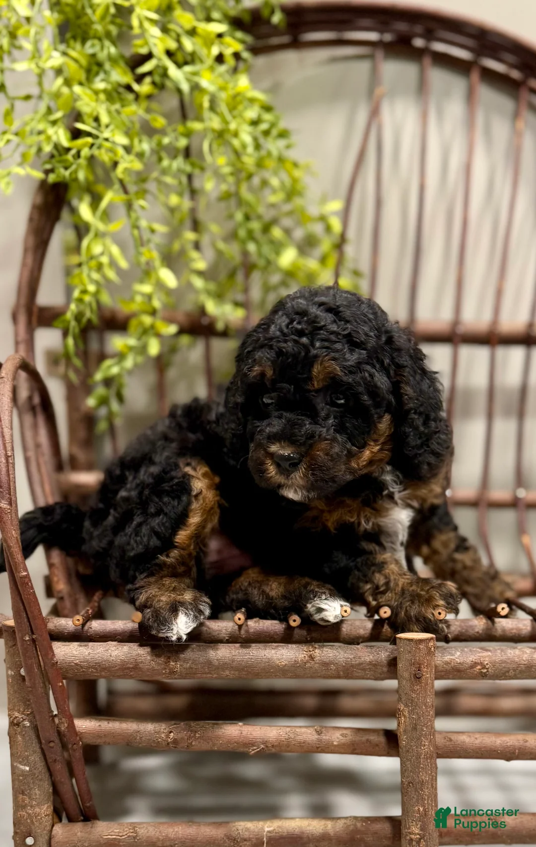 Cavapoo dogs for sale: Remi - Ad 2