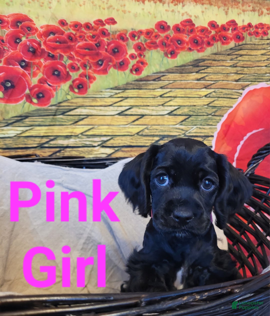Cockapoo dogs for sale: Pink Girl  - Ad 10