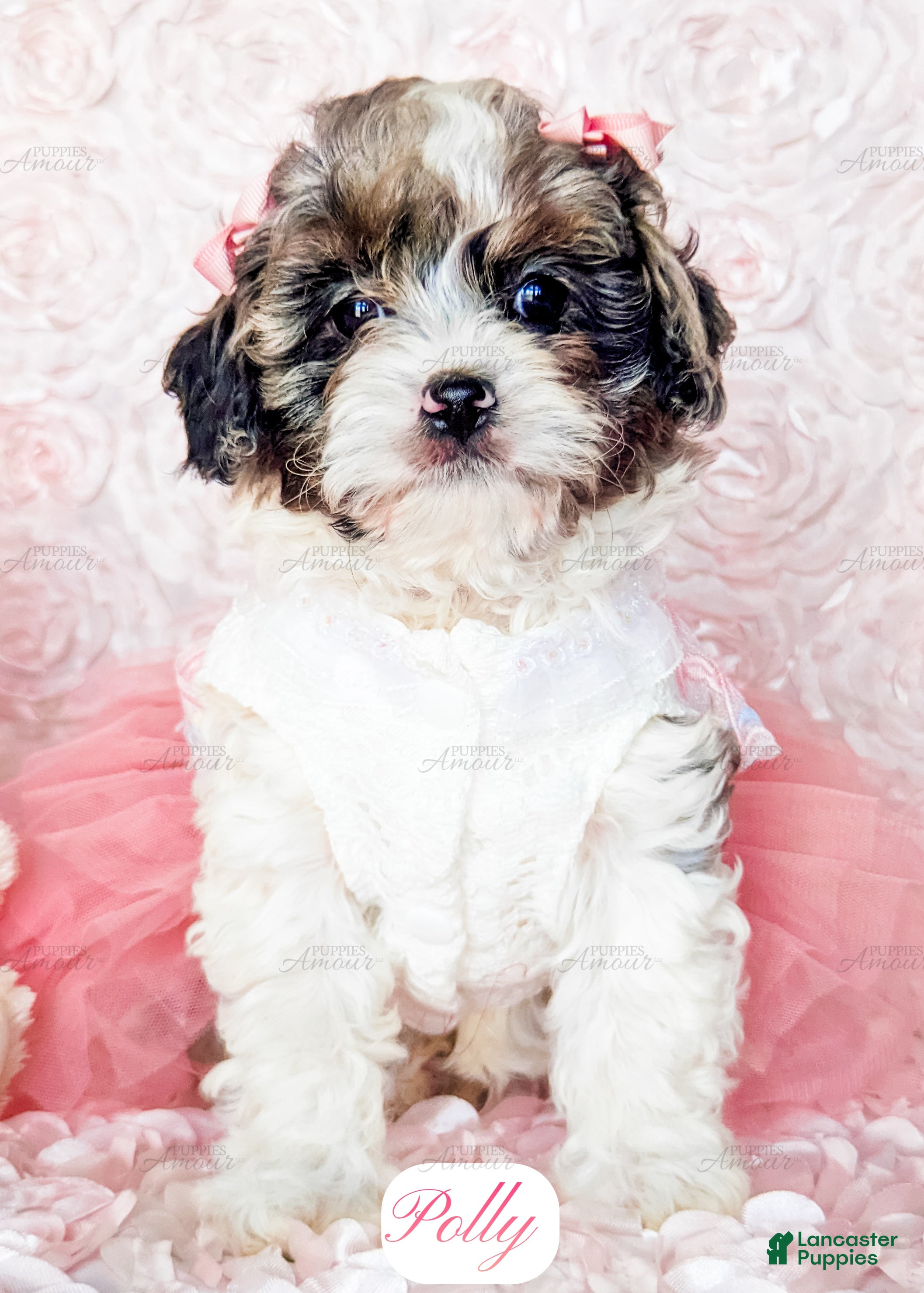 Cavapoo dogs Polly - Ad 2