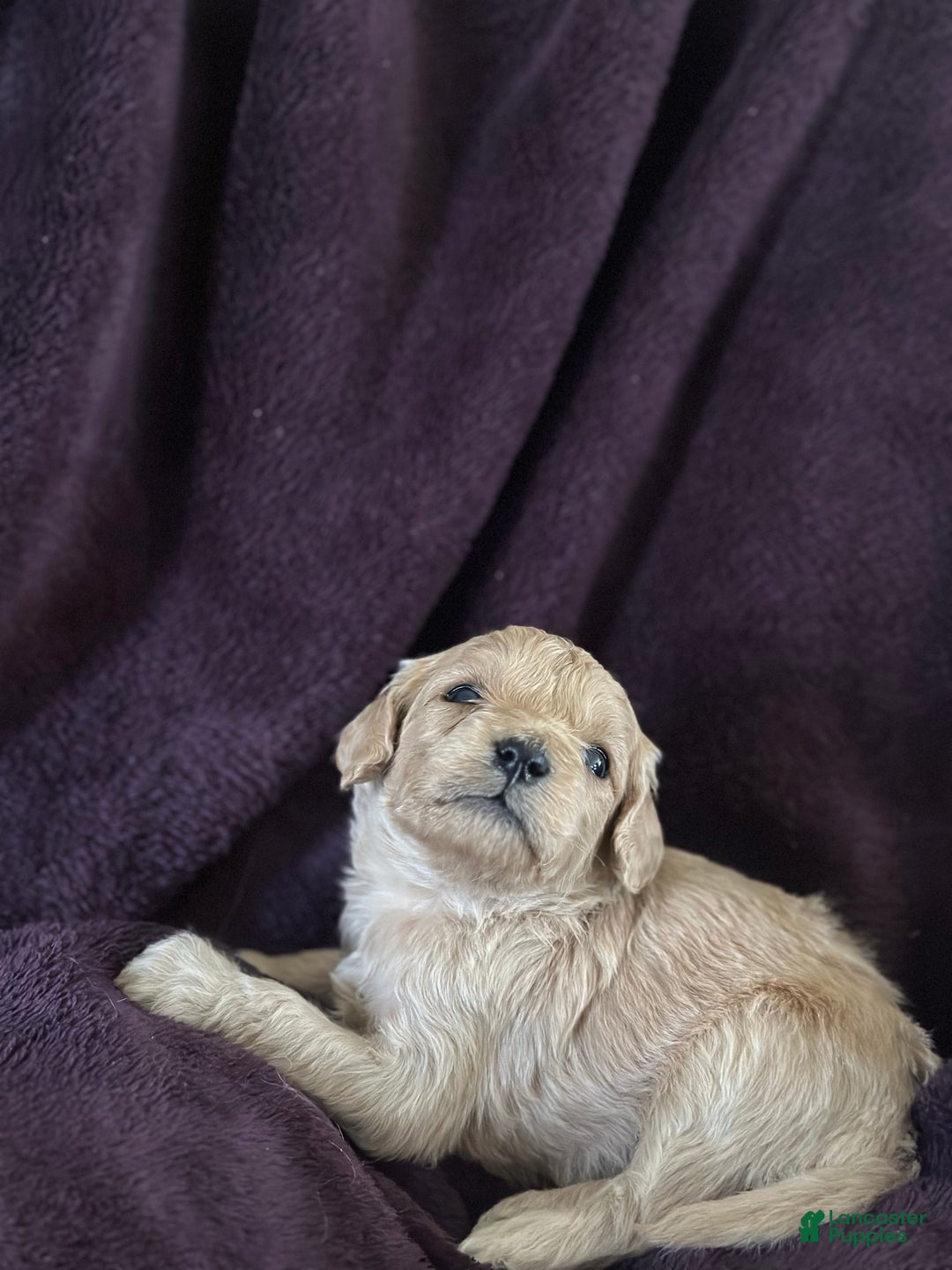Mini Goldendoodle dogs for sale: Thyme - Ad 2