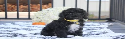 Yorkiepoo dogs for sale: Ranger  - Ad 5