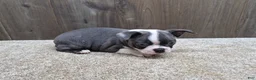 Boston Terrier dogs for sale: Smokey - Ad 4