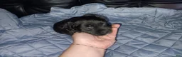 Soft Coated Wheaten Terrier dogs for sale: Soft Coated Wheaten Terrier 3 - Ad 4