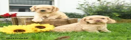 English Cocker Spaniel dogs for sale: Winnie - Ad 5