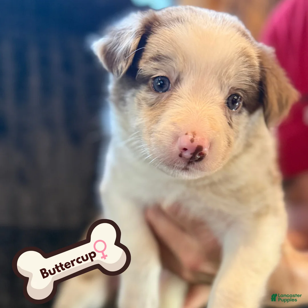 Border Collie dogs for sale: Buttercup - Ad 1
