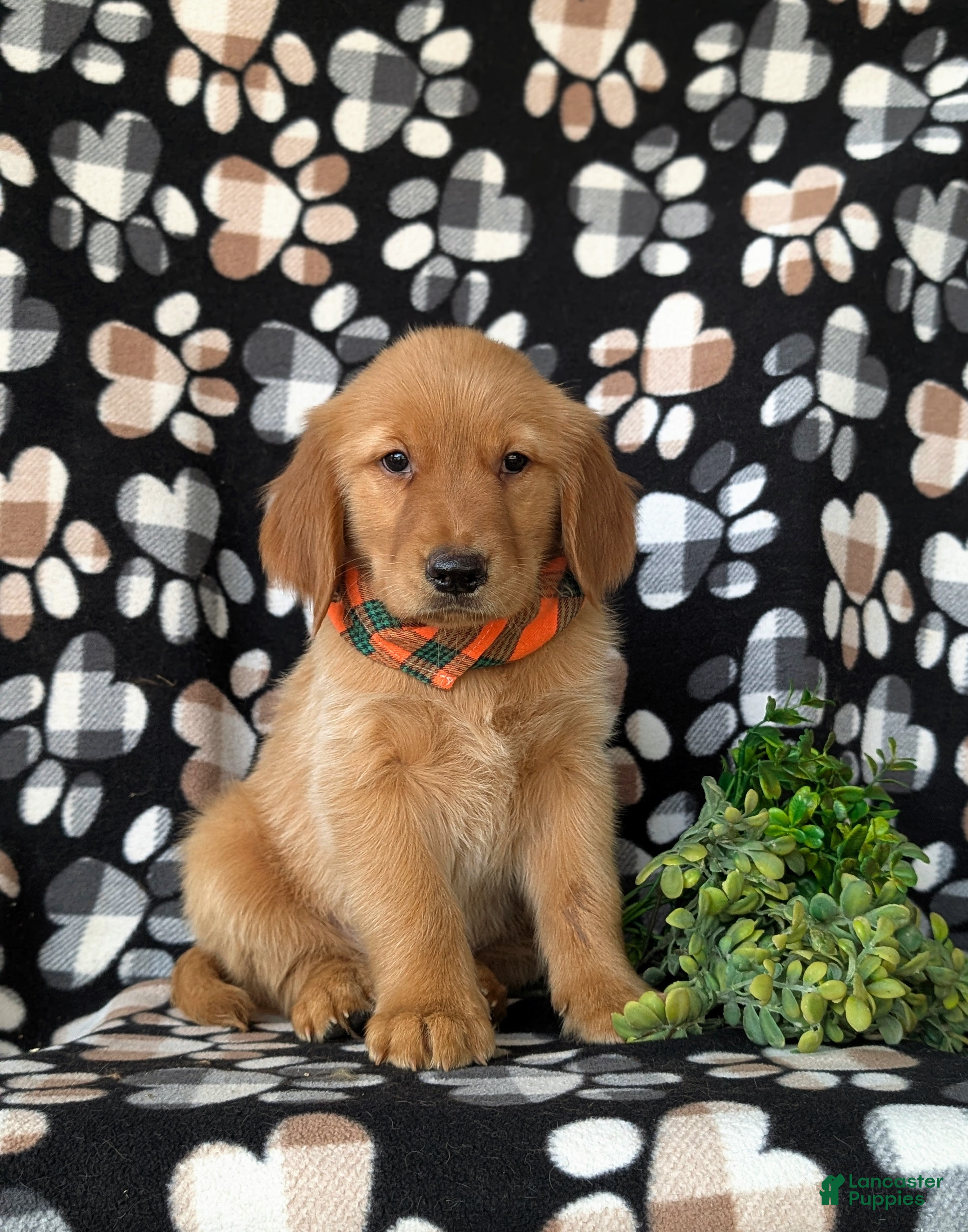 Golden Retriever dogs Coby - Ad 1