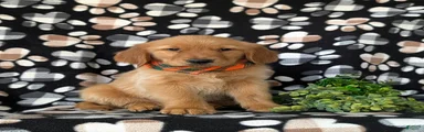Coby