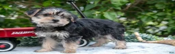 Yorkshire Terrier dogs for sale: Eden - Ad 2