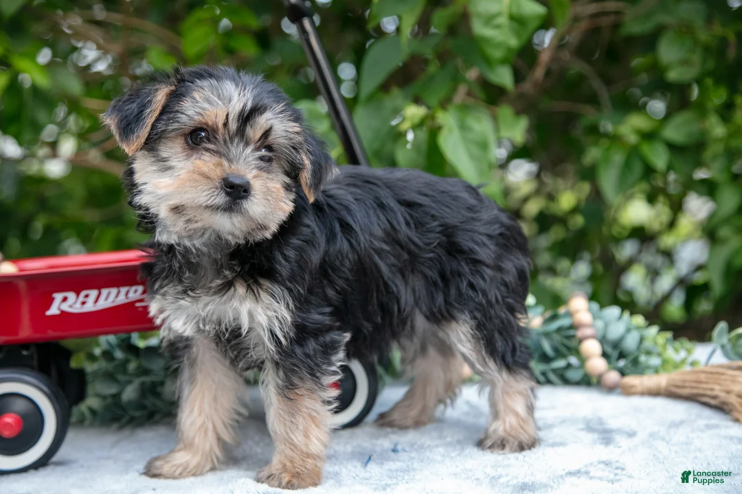 Yorkshire Terrier dogs for sale: Eden - Ad 2