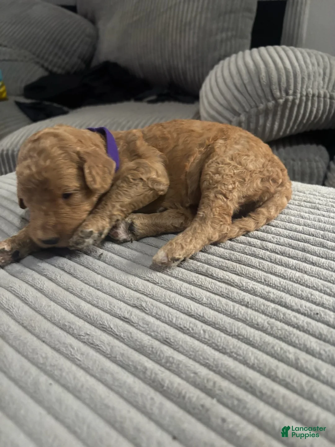 Goldendoodle dogs for sale: Girl 2 - Ad 1