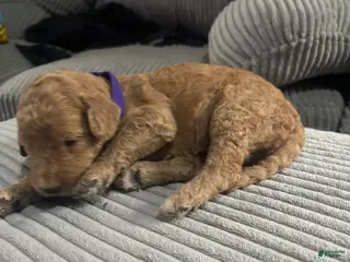 Goldendoodle dogs Girl 2 - Ad 9