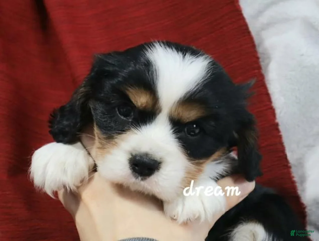 Cavalier King Charles Spaniel dogs for sale: Jerico - Ad 3