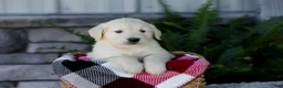 Golden Retriever dogs for sale: Bruno - Ad 4