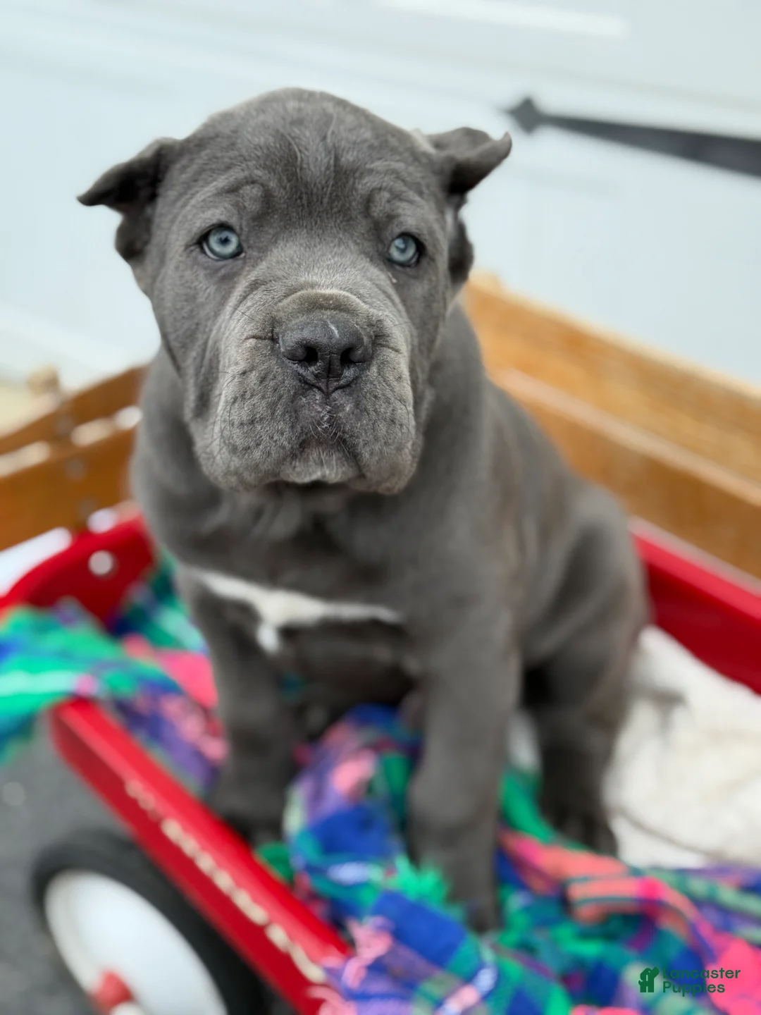 Cane Corso dogs for sale: Butch - Ad 6