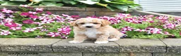 Toy Poodle dogs for sale: Kaylee - Ad 3