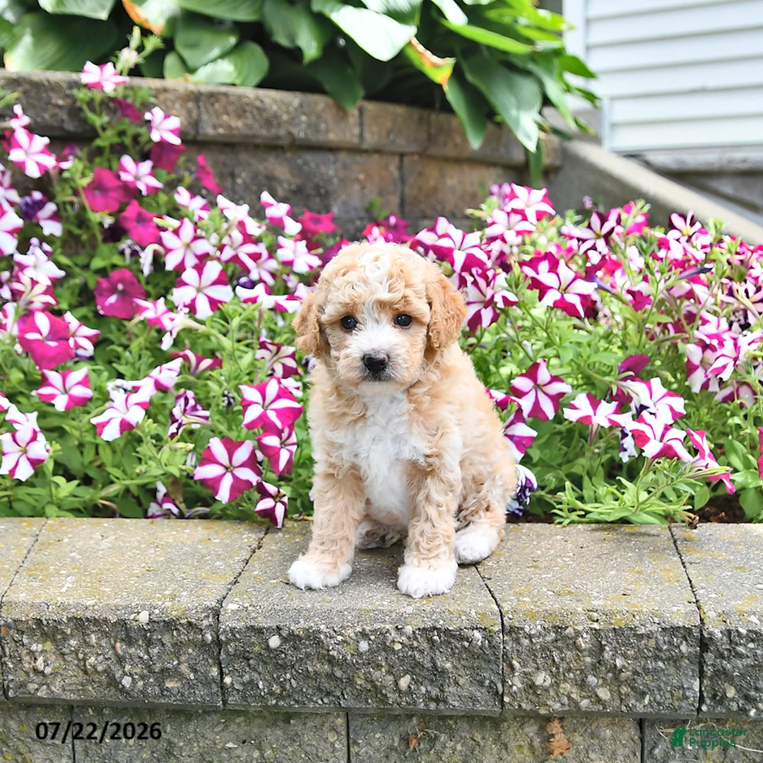 Toy Poodle dogs for sale: Kaylee - Ad 3