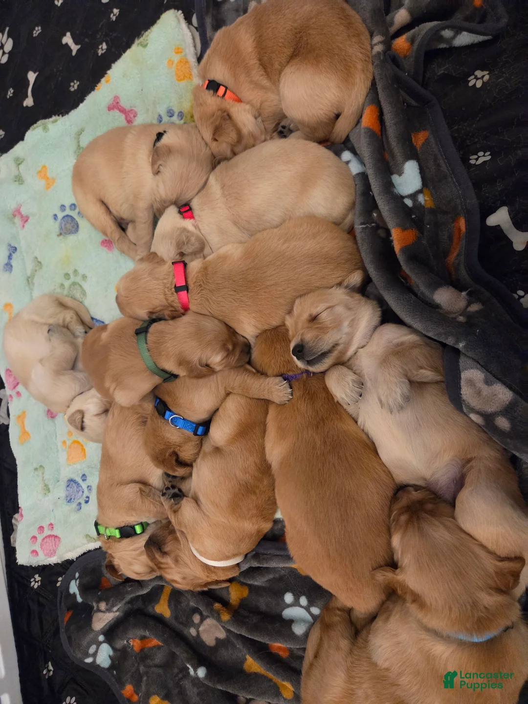 Golden Retriever dogs for sale: Rusty - Ad 2