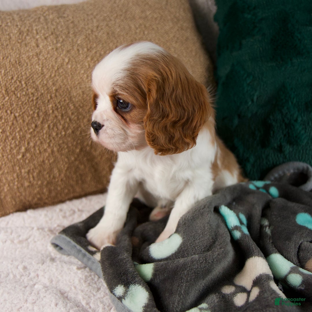 Cavalier King Charles Spaniel dogs for sale: Alice - Ad 7