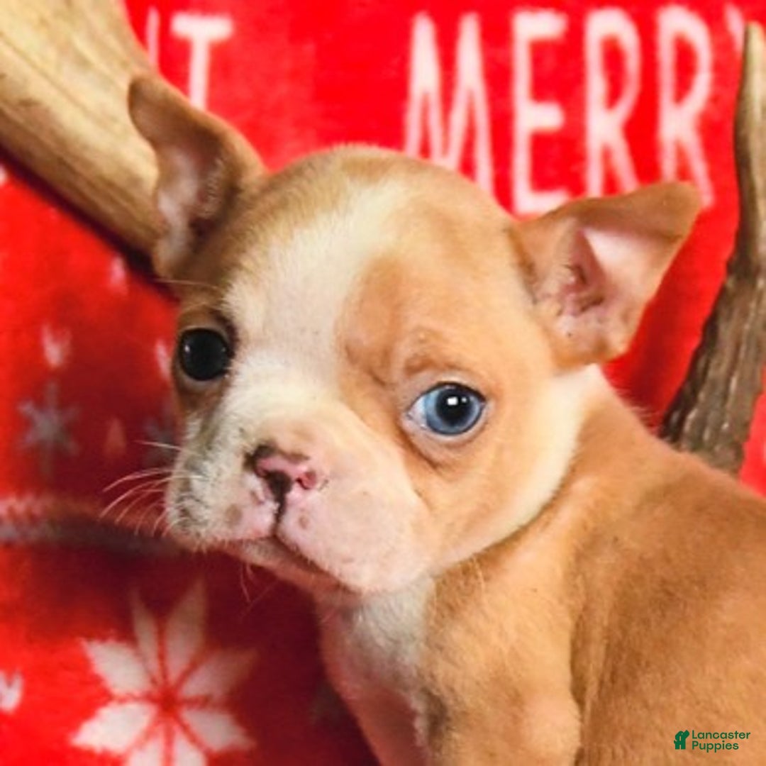 Boston Terrier dogs for sale: Iris - Ad 2