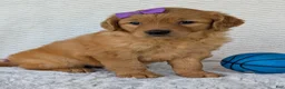 Golden Retriever dogs for sale: Miss Millie  - Ad 6