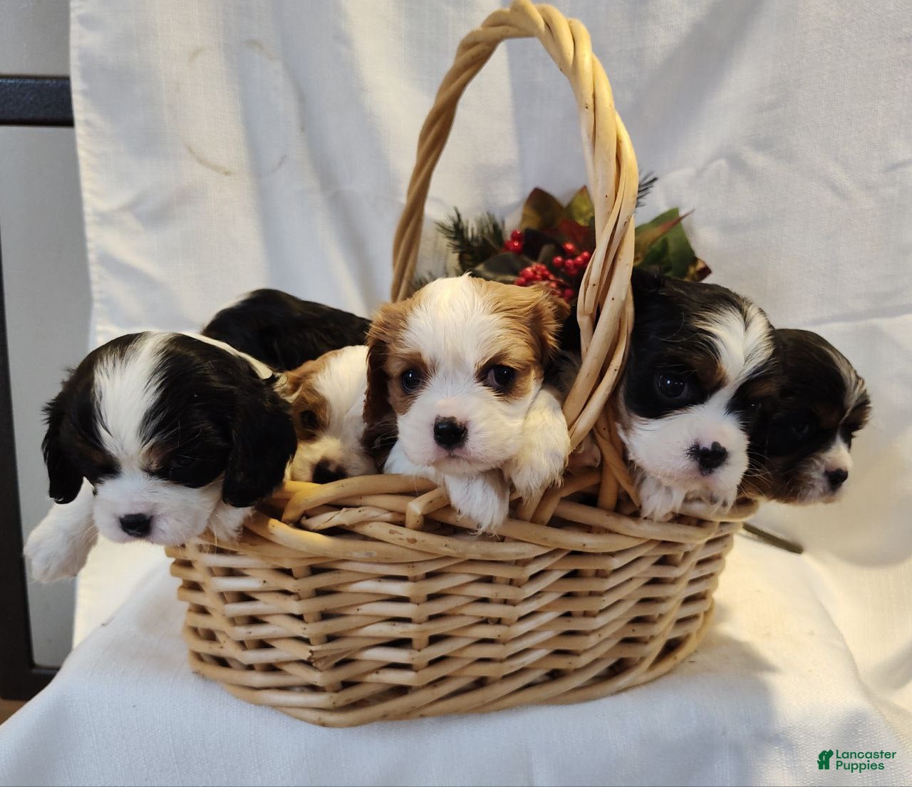Cavalier King Charles Spaniel dogs Jeff - Ad 11