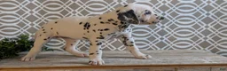 Dalmatian dogs for sale: Morgan - Ad 7