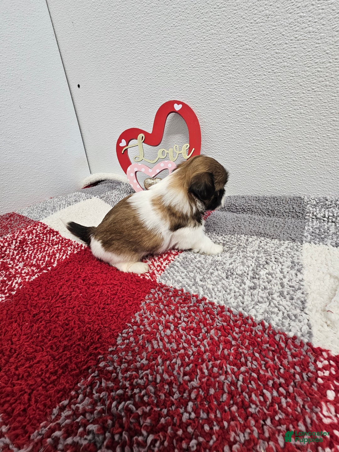 Shih Tzu dogs for sale: Bentley Ckc - Ad 8