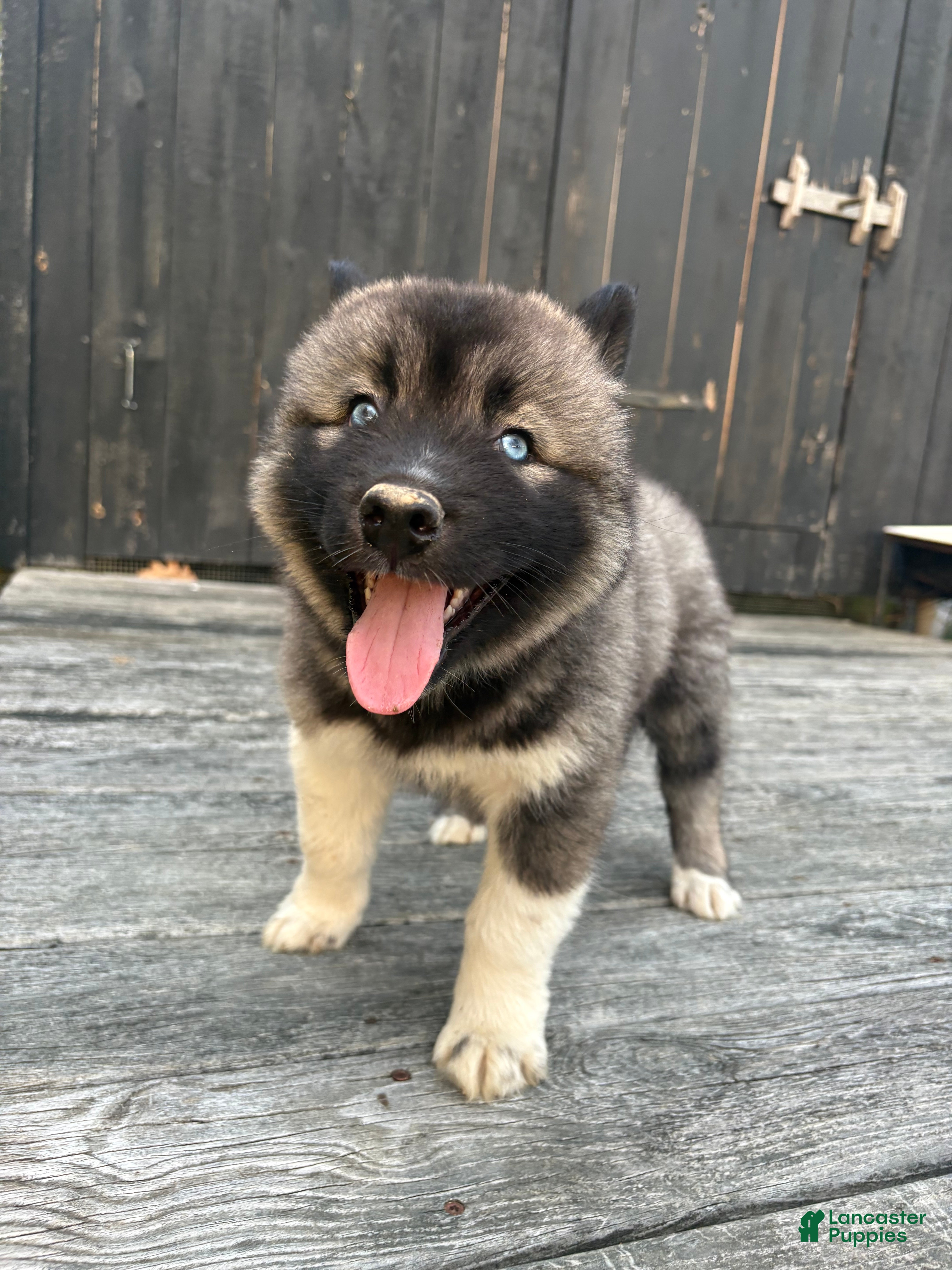 Siberian Husky dogs TOLVER - Ad 35