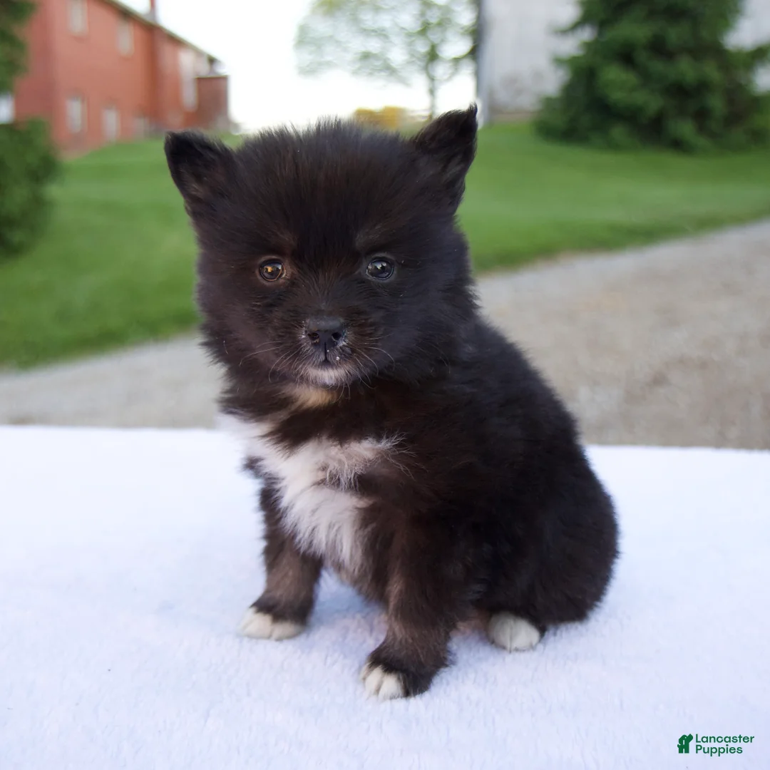 Pomsky dogs for sale: Mia - Ad 2