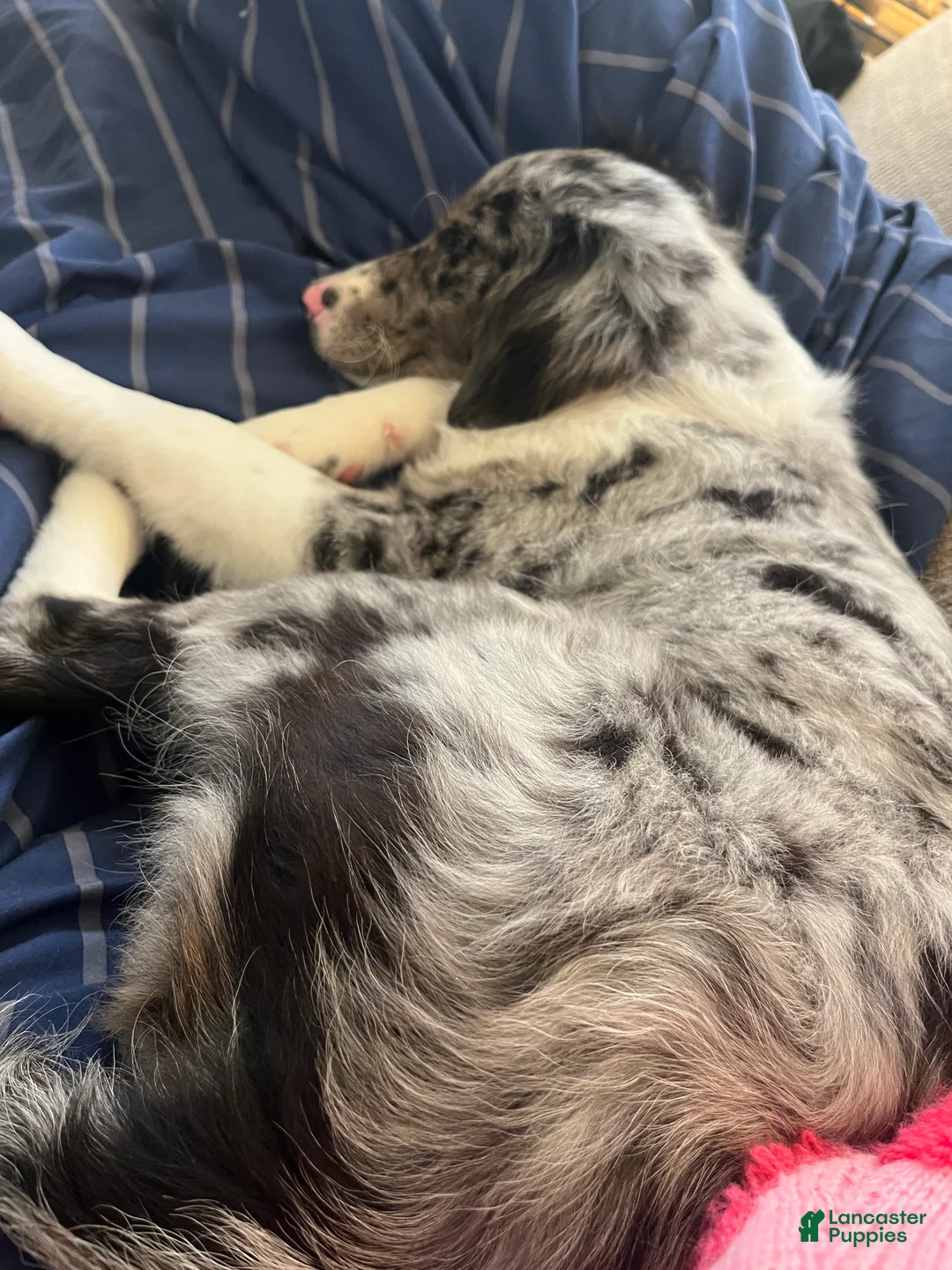 Mixed Breed dogs for sale: Oakley - Ad 5