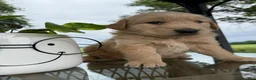 Golden Retriever dogs for sale: Fletcher - Ad 11