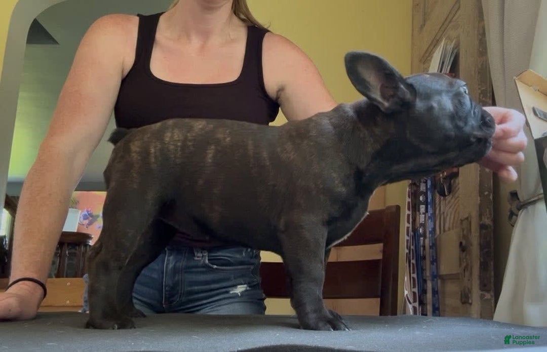French Bulldog dogs for sale: Black Brindle - Ad 2