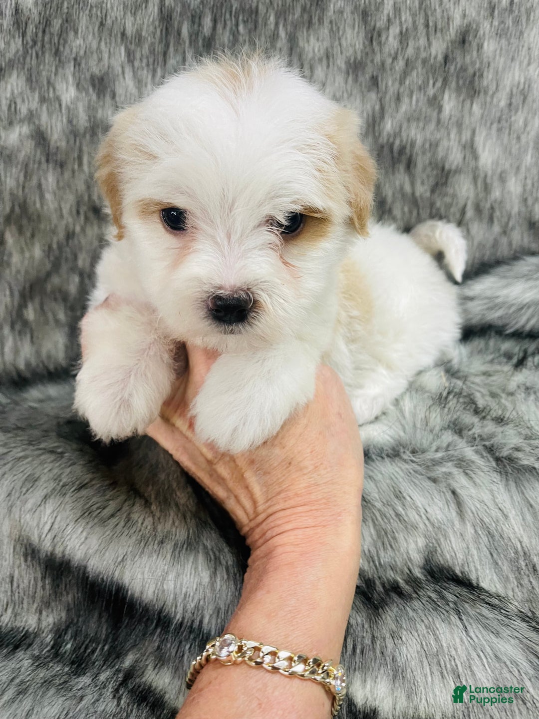 Mixed Breed dogs for sale: peaches and cream - Ad 7