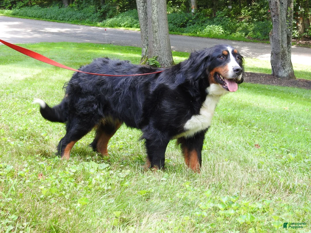 Bernese Mountain Dog dogs for sale: Jordan  - Ad 3
