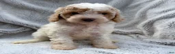 Cavapoo dogs for sale: Emmy - Ad 3