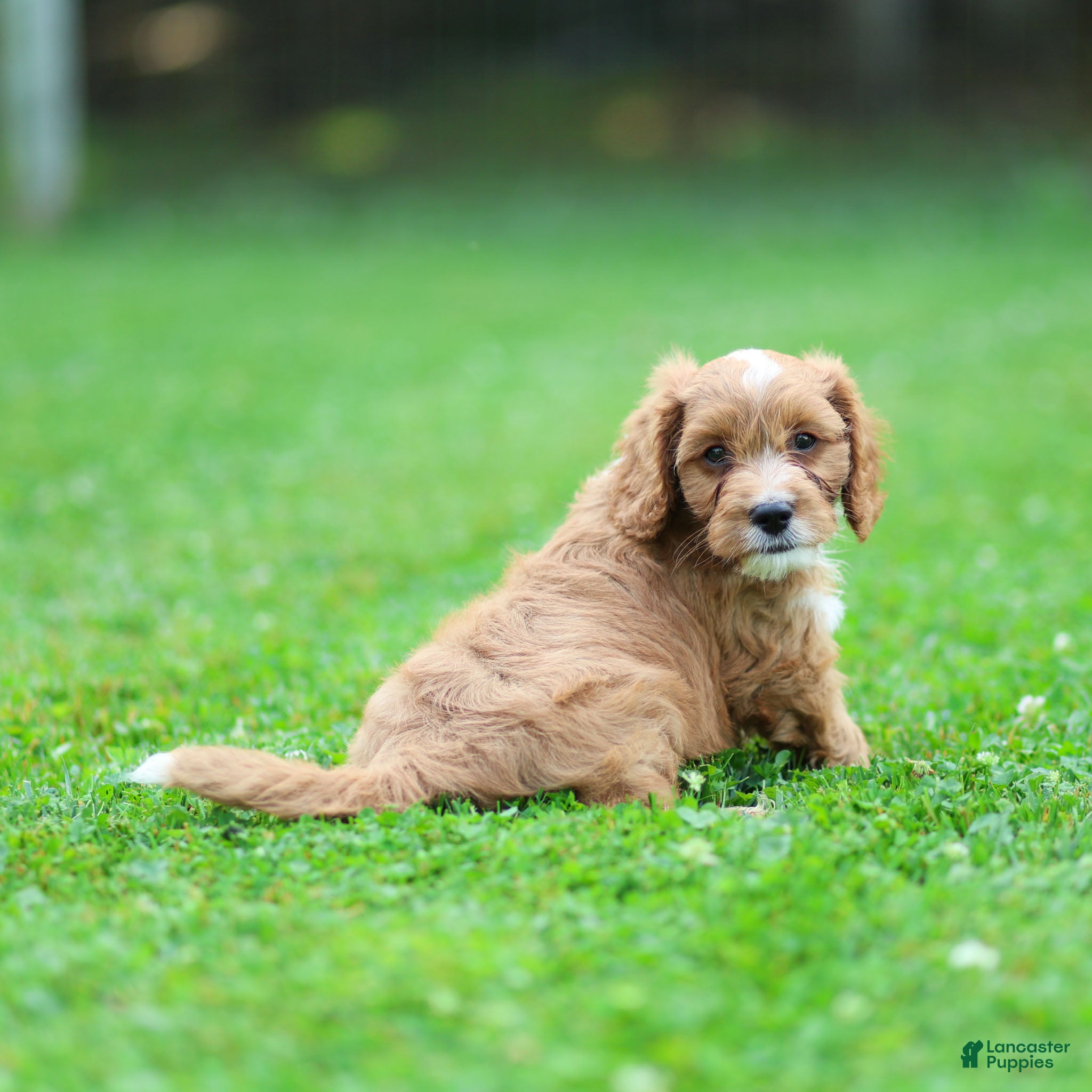 Cavapoo dogs Jasper Cavapoo  - Ad 1