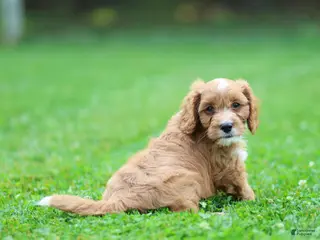 Cavapoo dogs for sale: Jasper Cavapoo - Ad 3