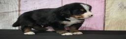 Bernese Mountain Dog dogs for sale: Bernese Mountain Dog Puppy 1 - Ad 7