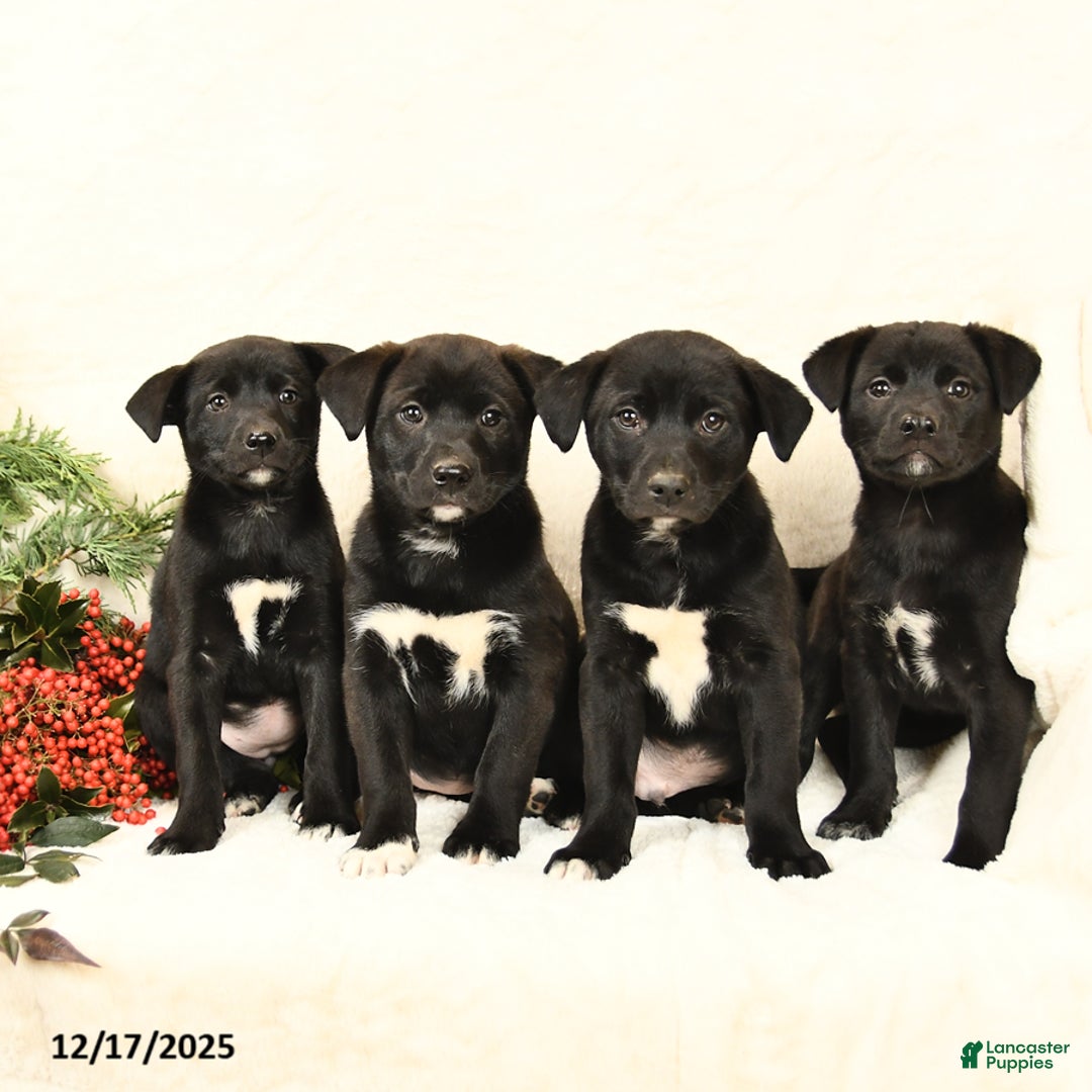 Mixed Breed dogs for sale: Polly - Ad 3