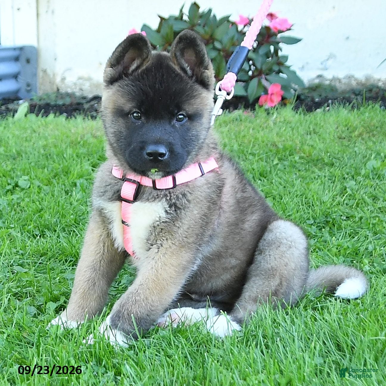 Akita dogs Nakoda - Ad 2