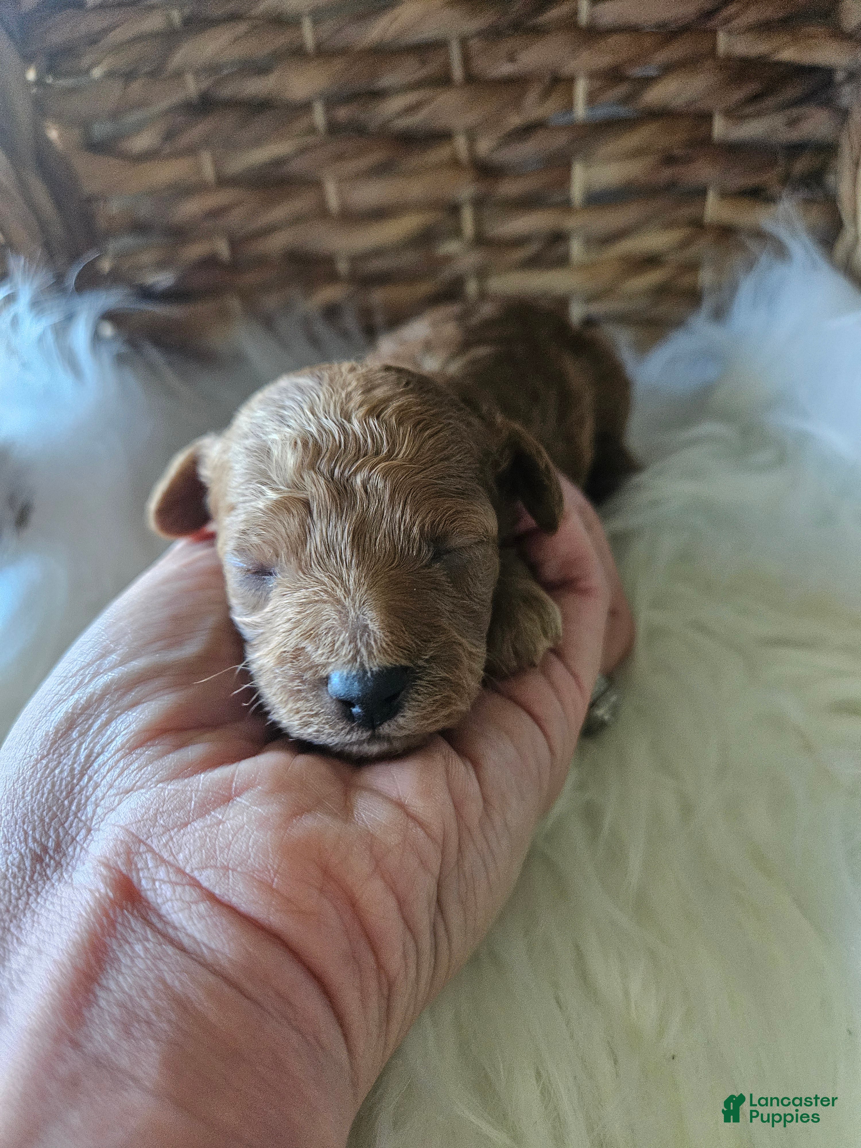 Cavapoo dogs Gypsy - Ad 31
