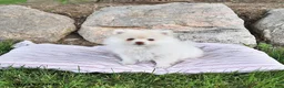 Pomeranian dogs for sale: Louie - Ad 4