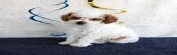 Toy Poodle dogs for sale: Poppy - Ad 4