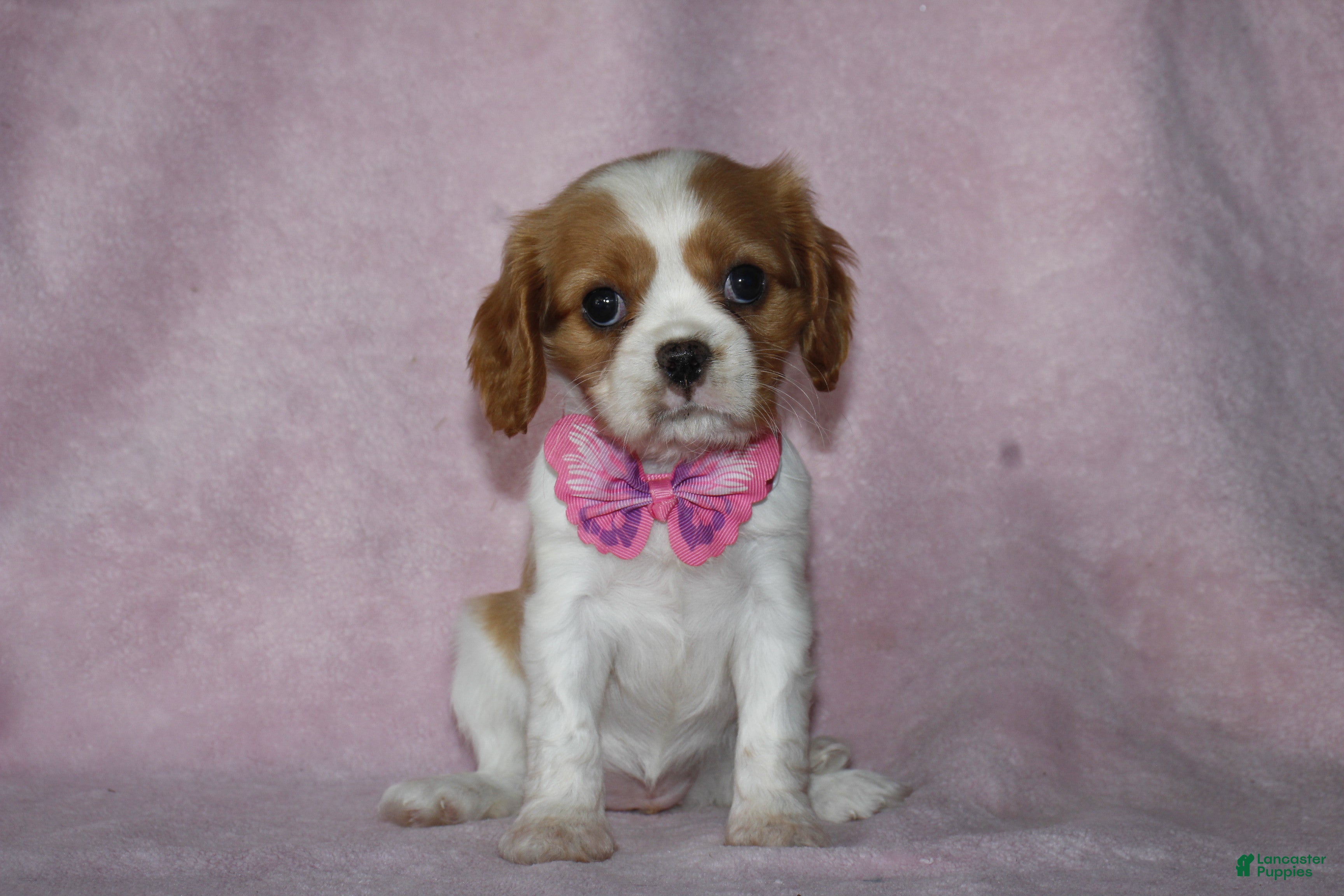 Cavalier King Charles Spaniel dogs SKY - Ad 2